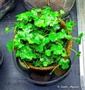 Hydrocotyle rotundifolia